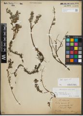 Foto von Salix repens L.